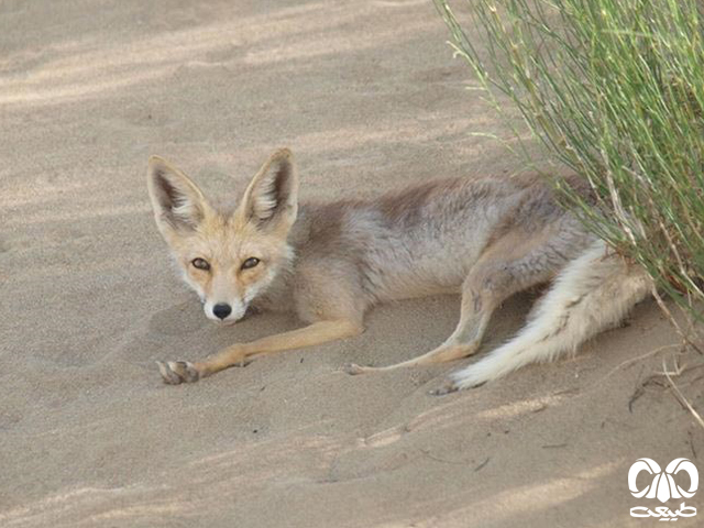 روباه شنی به صورت انفرادی و گاهی در دسته‌های کوچک زندگی می‌کند.